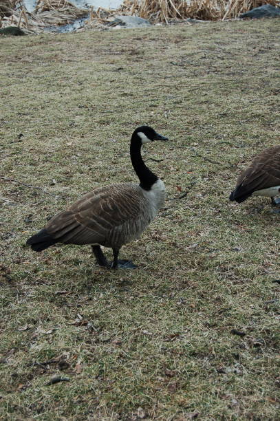 istock Canadian Geese on the ground 1133717801