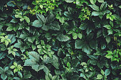 istock Hedge of big green leaves in spring. Green fence of parthenocissus henryana. Natural background of girlish grapes. Floral texture of parthenocissus inserta. Rich greenery. Plants in botanical garden. 1133719859