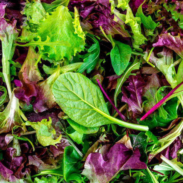 salad mix leaves background. fresh salad pattern with rucola, purple  lettuce, spinach, frisee and  chard leaf - lettuce endive abstract leaf imagens e fotografias de stock