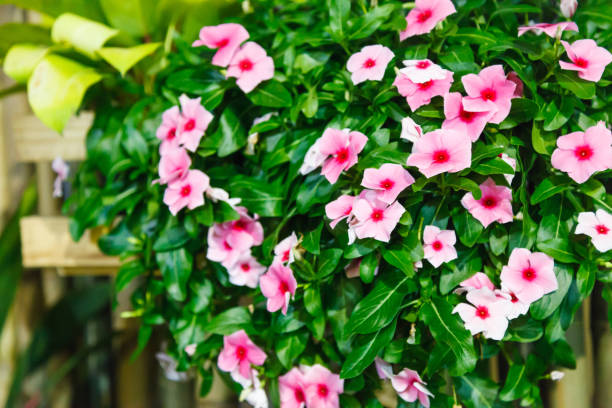 Pink Vinca (Periwinkle) Flowering Evergreen Ornamental Plant with flat five-petaled flowers and glossy green leaves, some contain alkaloids used in medicine. Nature, Gardening, Natural Flowers concept rosa vinca (bígaro) floración planta ornamental de hoja perenne con flores planas de cinco pétalos y hojas de color verde brillante, algunos contienen alcaloides utilizados en la medicina. naturaleza, jardinería, concepto de flores naturales