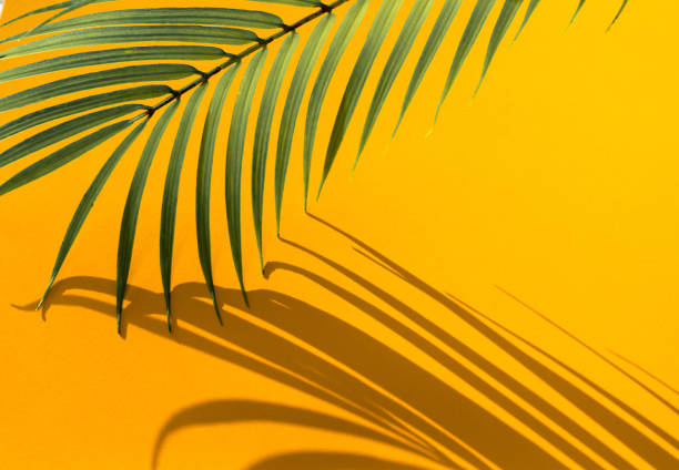 istock Selective focus of exotic coconut leaf with shadow on color background 1133725941