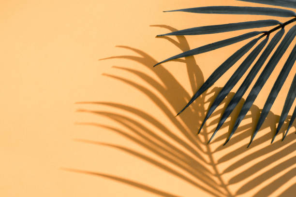 istock Selective focus of exotic coconut leaf with shadow on color background.Tropical and holiday summer concepts ideas.For create design 1133725986