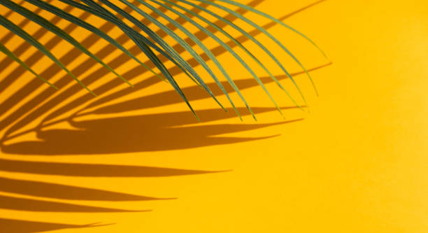 Selective focus of exotic coconut leaf with shadow on color background.