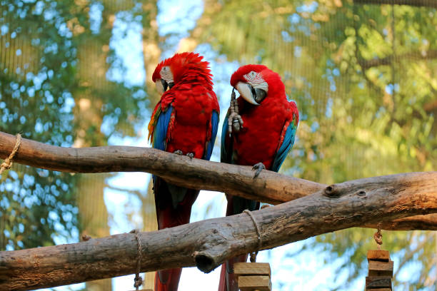 Two Scarlet Macaw perching side by side on the tree, Foz do Iguacu, Brazil, South America Two Scarlet Macaw perching side by side on the tree, Foz do Iguacu, Brazil, South America preening stock pictures, royalty-free photos & images