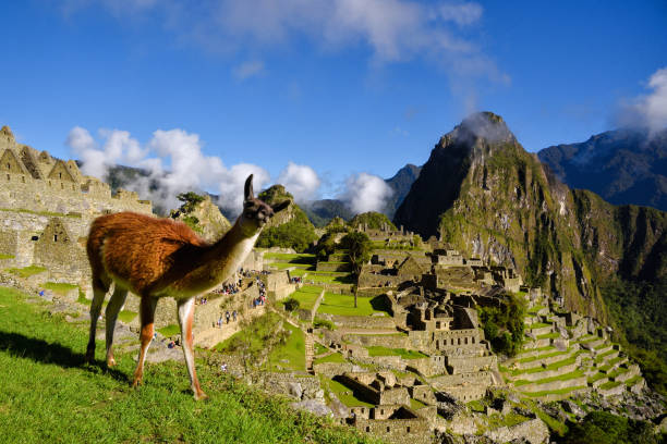 Llama in front of Machu Picchu stock photo