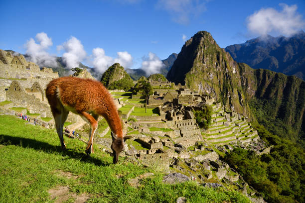 Llama in front of Machu Picchu stock photo