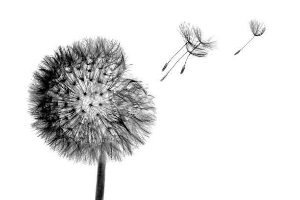 testa di fioritura nera fiore di tarassaco con semi volanti in vento isolato su sfondo bianco - human face foto e immagini stock