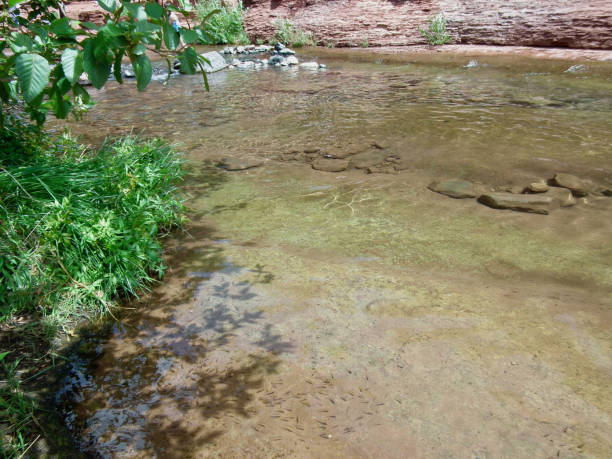 american nature / sedona, red rock e vortex.slide rock state park.acqua limpida e piccoli pesci. - sedona arizona tourist resort vortex foto e immagini stock