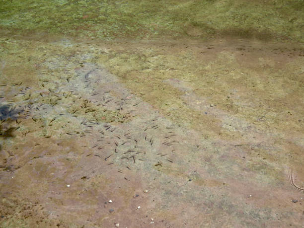 아메리칸 네이처/세도나, 레드 록 및 소용돌이. 록 주립 공원을 슬라이드 합니다. 맑은 물과 작은 물고기. - sedona arizona tourist resort vortex 뉴스 사진 이미지
