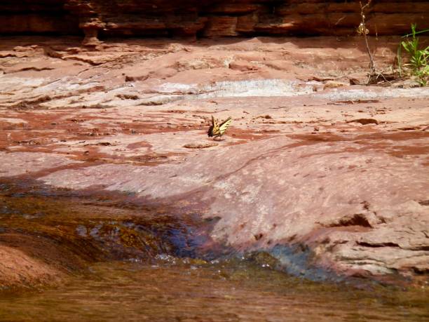 american nature / sedona, red rock e vortex.slide rock state park.river e farfalla. - sedona arizona tourist resort vortex foto e immagini stock