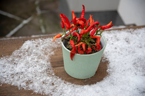 Chilli plant on outside cafe table in snow in Dresden.