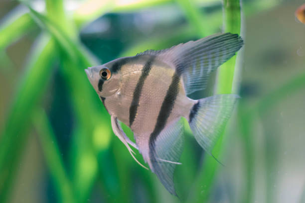 istock Golden betta fish on a fish tank close up 1133727900