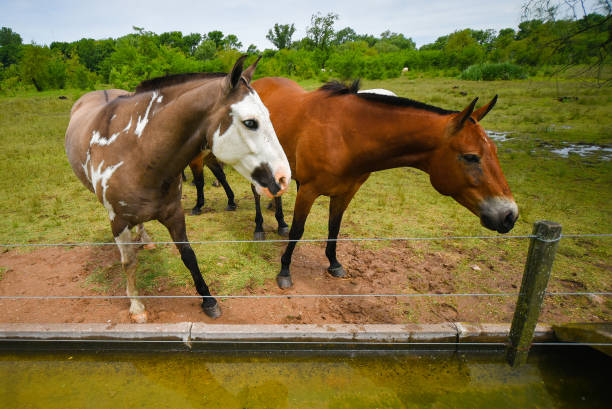 Grazing brown horses stock photo