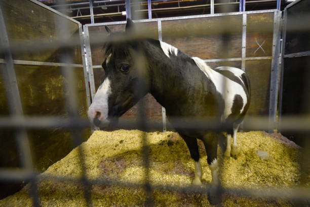 istock Horse in a stable 1133728602