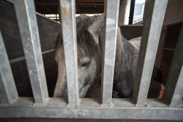 istock Sad gray horse in a stable 1133728642