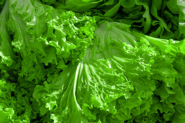 Lettuce leaves stock photo
