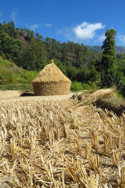 istock Harvested rice field and stack of rice drying in the sun, Num, Nepal 1133729787