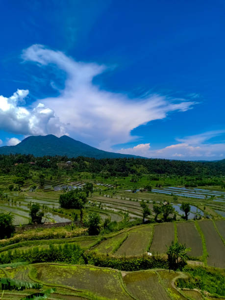 istock Beautful view on rice terraces in Bali island 1133729964