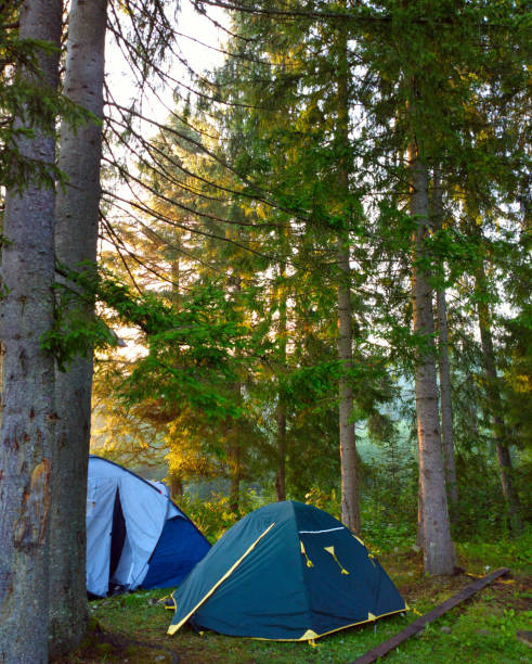 istock Tents among the trees in the forest. 1133729973