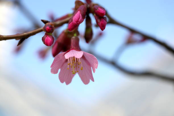 istock Prunus incamp cv. Okame or Okame cherry or Okamezakura 1133732265