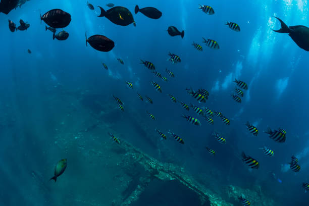 istock Underwater blue ocean with tropical fish and ship wreck in Bali 1133732667