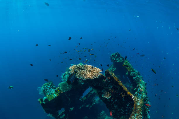 istock Underwater world with tropical fish, corals and wreck 1133732805