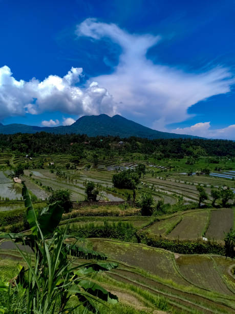 istock Beautful view on rice terraces in Bali island 1133732820
