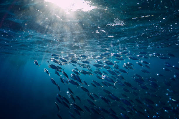 istock Underwater world with school in blue ocean and sun light 1133734206