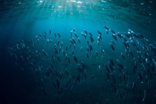 istock Underwater world with school in blue ocean and sun light 1133734227