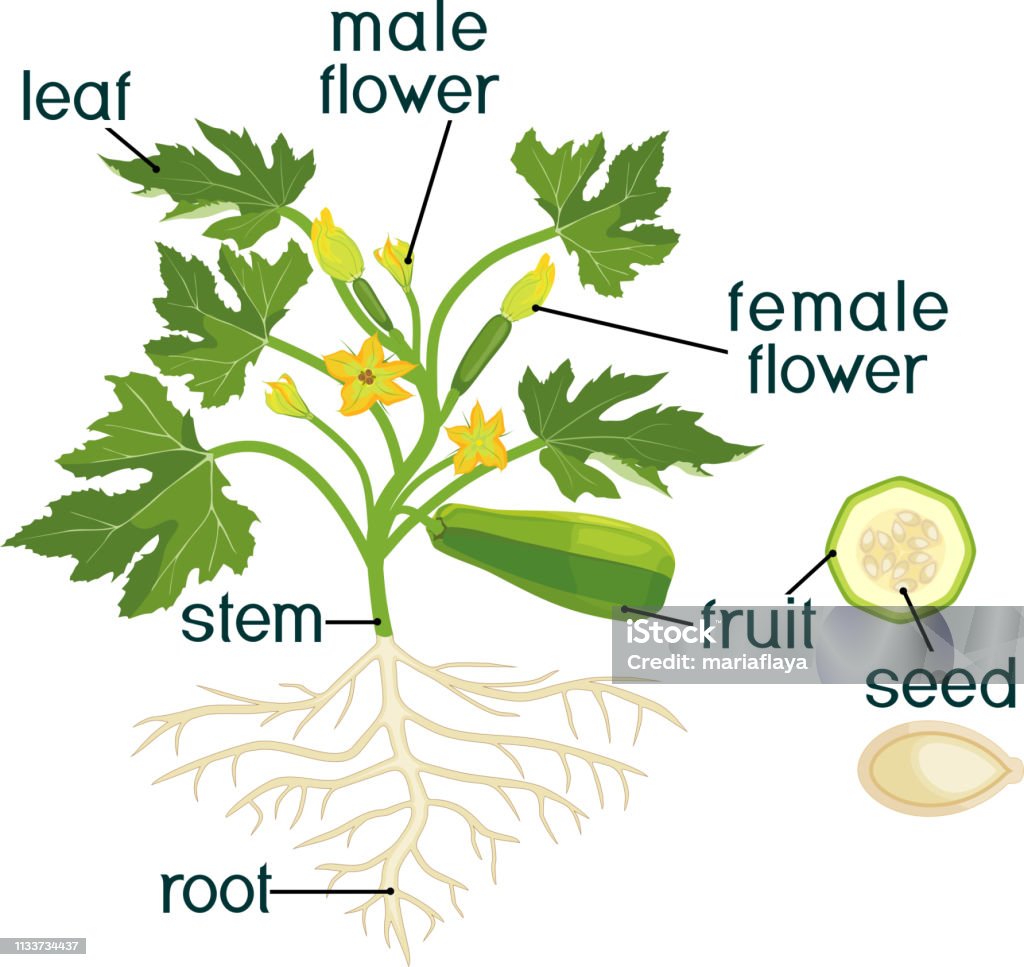 Parts Of Plant Morphology Of Zucchini Plant With Fruit Green ...