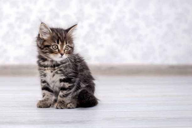 istock Little funny kitten on the floor 1133735468
