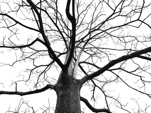 Leafless tree in midwinter.