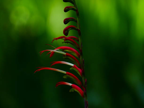 istock Flowers, Maritime Alps, France 1133736995