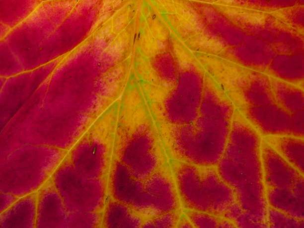 istock Telanthophora grandifolia, the leaf 1133737011