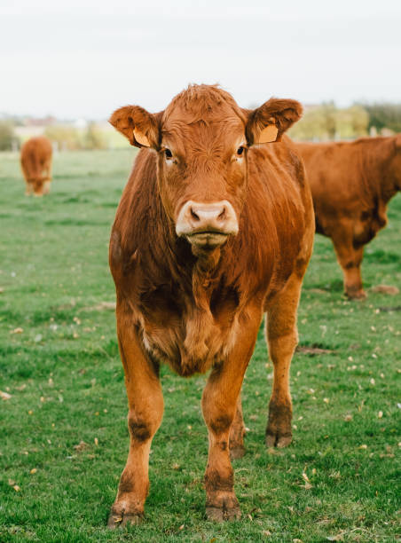 istock Limousin cow looking at the camera in a field 1133737387