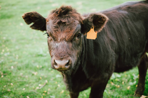 istock Limousin cow looking at the camera in a field 1133737428