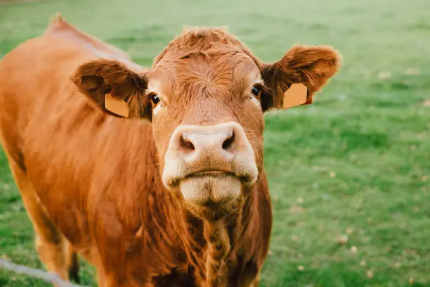 Photo of Limousin cow looking at the camera in a field