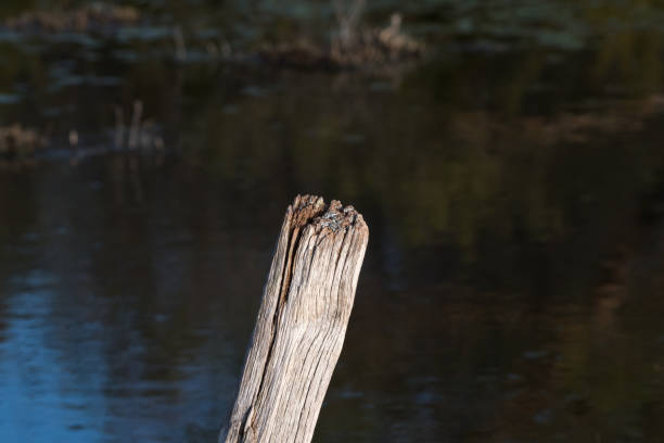 Top of an old weathered wooden pole by a water surface