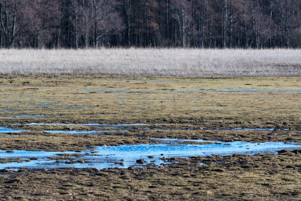 istock Marsland by early spring season 1133737563