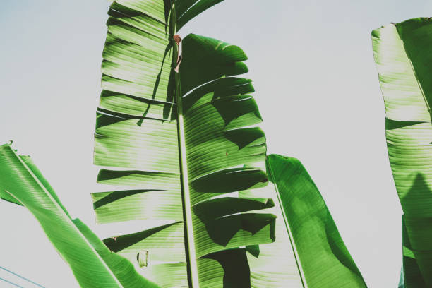istock Close up banana leafs texture. Abstract tropical background 1133738250