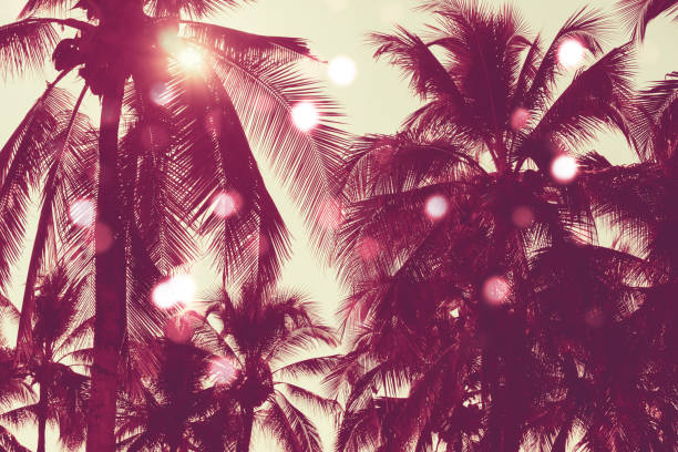 istock Silhouette coconut palm trees with sunset and flare sky background. 1133738829