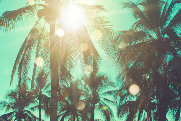 istock Silhouette coconut palm trees with sunset and flare sky background. 1133738840