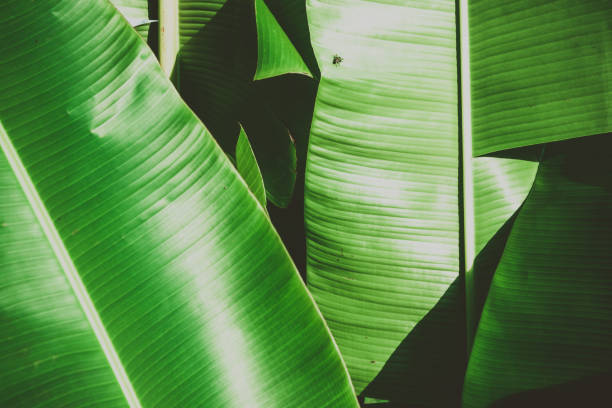 istock Close up banana leafs texture. Abstract tropical background 1133739469