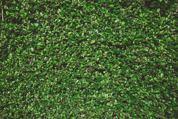 istock Summer tropical background. Beautiful plants in the garden 1133739900