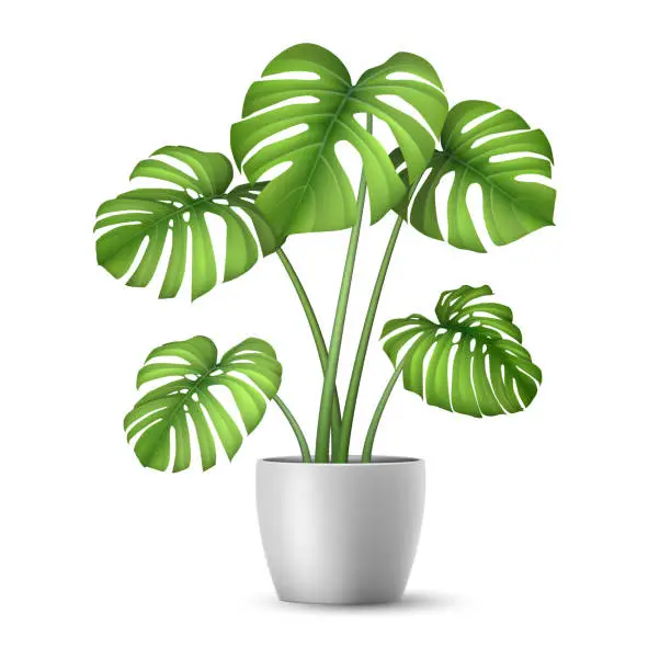 Vector illustration of Realistic vector Monstera in a pot.
