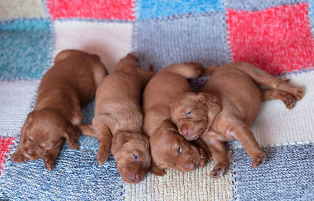istock Hungarian Vizsla dogs on the chacked background 1133740234
