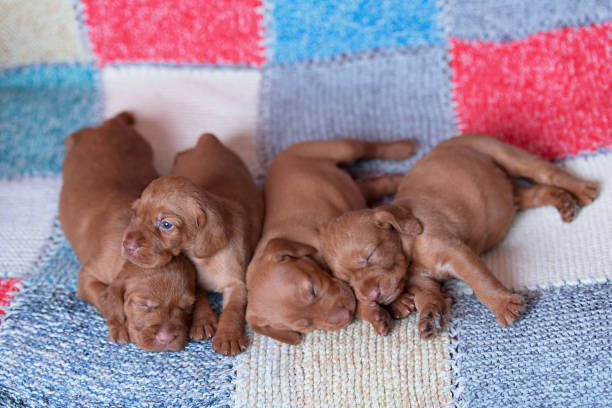 istock Hungarian Vizsla dogs on the chacked background 1133740236