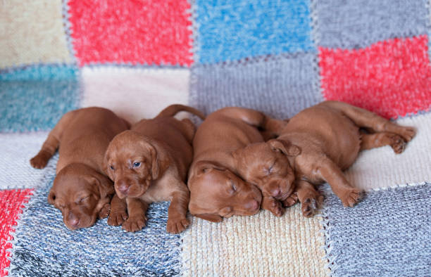 istock Hungarian Vizsla dogs on the chacked background 1133740252
