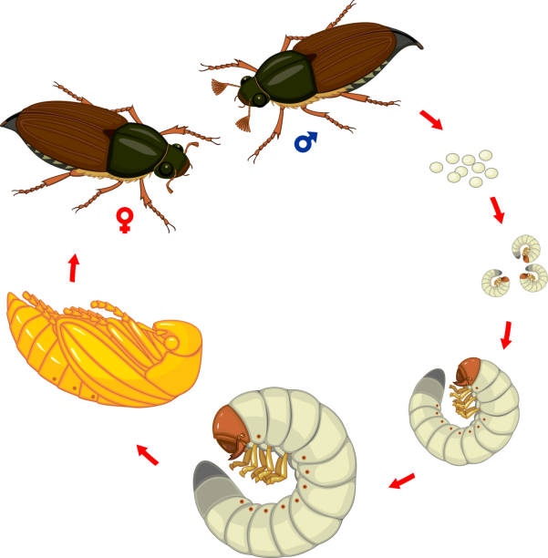 Life cycle of cockchafer. Sequence of stages of development of cockchafer (Melolontha melolontha) from egg to adult beetle Life cycle of cockchafer. Sequence of stages of development of cockchafer (Melolontha melolontha) from egg to adult beetle instar stock illustrations