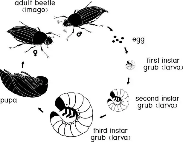 Vector illustration of Life cycle of cockchafer. Sequence of stages of development of cockchafer (Melolontha melolontha) from egg to adult beetle